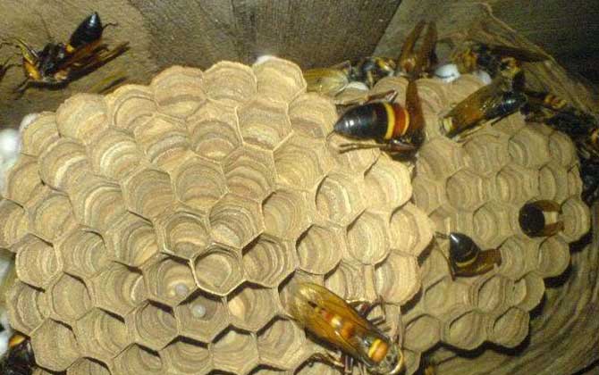 黑尾胡蜂毒性大嗎（黑尾胡蜂蟄了的后果和處理辦法）