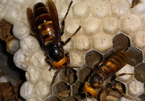 胡蜂養殖需要辦理哪些手續(人工養殖馬蜂喂什么) 胡蜂養殖需要辦理哪些手續(人工養殖馬蜂喂什么)
