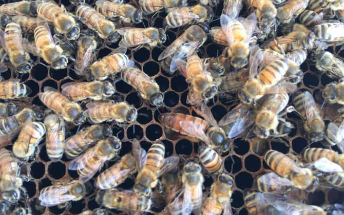 如何識別工蜂產卵(工蜂產卵怎么處理) 如何識別工蜂產卵(工蜂產卵怎么處理)