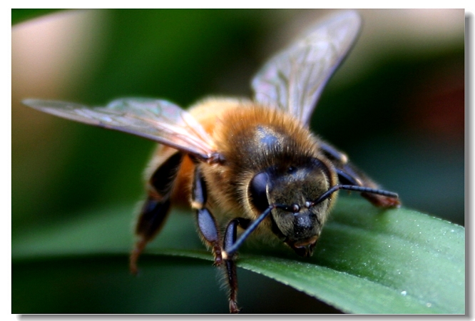 蜂王與工蜂能繁殖后代嗎(蜂王和工蜂同時產卵,這是什么情況) 蜂王與工蜂能繁殖后代嗎(蜂王和工蜂同時產卵,這是什么情況)