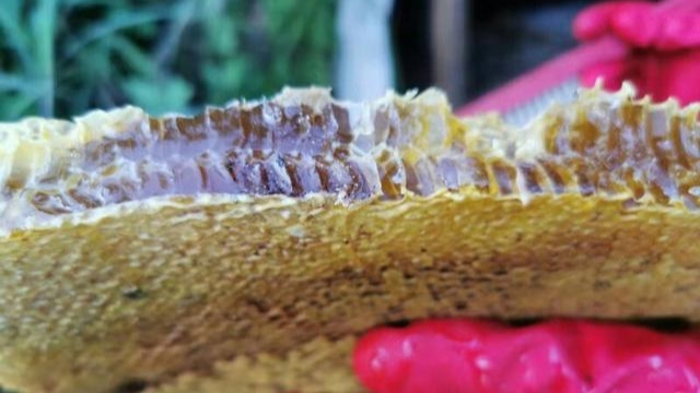 蜂巢里的蜜怎么?。ㄈ∶鄣?種常用方法）