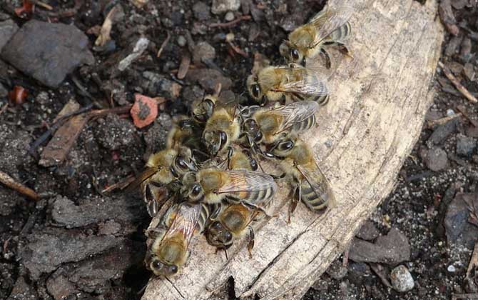 病毒靈能治中華蜜蜂什么病(病毒靈治中蜂的劑量是多少?) 病毒靈能治中華蜜蜂什么病(病毒靈治中蜂的劑量是多少?)