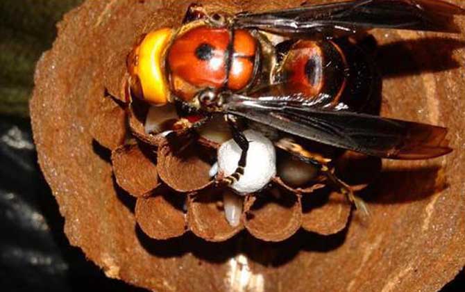 發(fā)現馬蜂窩怎么處理最安全（怎么處理馬蜂窩最徹底）