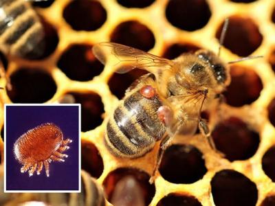 冬天會有螨蟲嗎(冬天螨蟲多還是夏天螨蟲多) 冬天會有螨蟲嗎(冬天螨蟲多還是夏天螨蟲多)