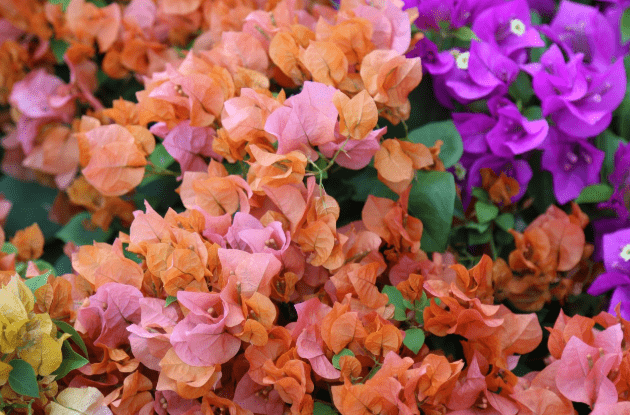 蜜源和花卉的區(qū)別(蜜源和花卉的定義) 蜜源和花卉的區(qū)別(蜜源和花卉的定義)