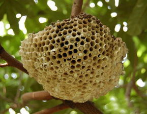 蜂房和露蜂房一樣嗎(露蜂房和蜂房是同一種藥嗎) 蜂房和露蜂房一樣嗎(露蜂房和蜂房是同一種藥嗎)