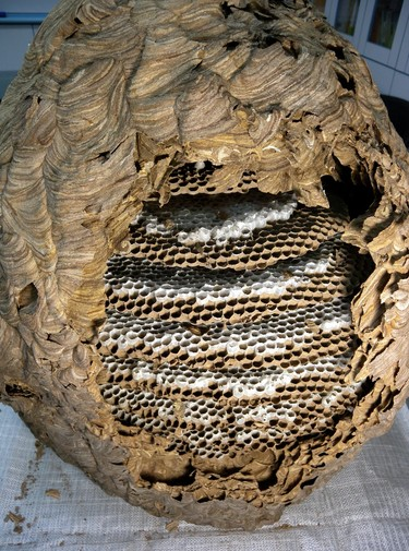 蜂房和露蜂房一樣嗎(露蜂房和蜂房是同一種藥嗎) 蜂房和露蜂房一樣嗎(露蜂房和蜂房是同一種藥嗎)