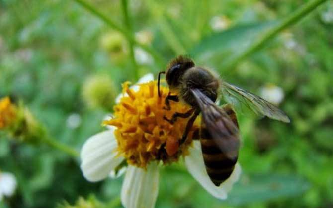 養(yǎng)蜂怎樣防治蟾蜍? 養(yǎng)蜂怎樣防治蟾蜍?