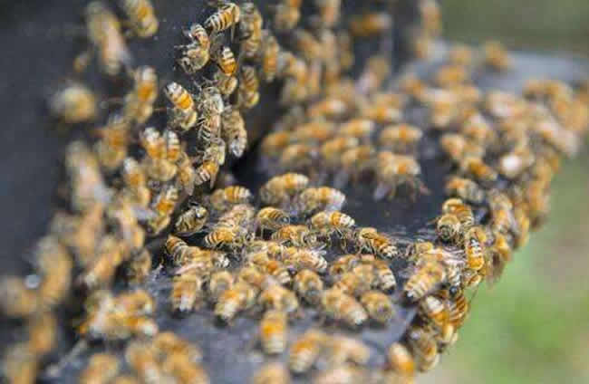 如何檢查蜂群? 如何檢查蜂群?