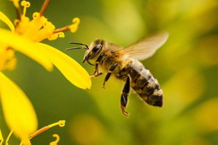 新手養蜂怎么樣投食(養蜂人飼喂蜂群的小技巧) 新手養蜂怎么樣投食(養蜂人飼喂蜂群的小技巧)