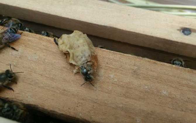 <p> 工蜂產卵是養蜂生產中經常遇到的事情,尤以蜂群失王且不能急造王臺時最為普遍,事實上工蜂也是具備一定生殖能力的雌蜂,有時工蜂產的卵甚至還能被急造成王臺,下面一起來看一看工蜂產的王臺是不是蜂王吧! </p> <p style="TEXT-ALIGN: center"> <img alt="王臺" data-cke-saved-src="http://www.kumifeng.com/uploadfile/2019/0716/20190716071017323.jpg"/> src="http://www.kumifeng.com/uploadfile/2019/0716/20190716071017323.jpg"/> </p> <p> <strong>一、性別</strong> </p> <p> 工蜂和蜂王一樣是受精卵發育成的雌性蜜蜂,但工蜂的生殖器官發育并不完善,事實上導致這種差異的根本原因是工蜂和蜂王在幼蟲期的食物不同,其中蜂王始終以蜂王漿為食并能完成生殖器官的發育,而工蜂在吃三天蜂王漿之后就只能以花粉和花蜜為食。 </p> <p style="TEXT-ALIGN: center"> <img alt="王臺" data-cke-saved-src="http://www.kumifeng.com/uploadfile/2019/0716/20190716071026507.jpg"/> src="http://www.kumifeng.com/uploadfile/2019/0716/20190716071026507.jpg"/> </p> <p> <strong>二、產卵</strong> </p> <p> 工蜂實際上是具備一定生殖能力的雌性蜜蜂,當蜂群中有蜂王時工蜂卵巢發育會受到蜂王分泌的蜂王信息素所抑制,而且即便是有少數工蜂在產卵這些工蜂的卵也會被蜂王清理掉,一旦蜂群失王且無法急造王臺來培育新王時大量工蜂便會因卵巢發育而產卵。 </p> <p style="TEXT-ALIGN: center"> <img alt="王臺" data-cke-saved-src="http://www.kumifeng.com/uploadfile/2019/0716/20190716071035956.jpg"/> src="http://www.kumifeng.com/uploadfile/2019/0716/20190716071035956.jpg"/> </p> <p> <strong>三、造臺</strong> </p> <p> 蜂群失王后工蜂能用工蜂小幼蟲來急造王臺,但前提是群勢要足夠強且蜂群中有適齡工蜂小幼蟲,一旦蜂群不能急造王臺則大量工蜂開始產卵且少數工蜂卵也能完成孵化,若此時蜂群仍有強烈的育王意念時甚至還能看到工蜂用工蜂卵孵化成的幼蟲急造王臺。 </p> <p style="TEXT-ALIGN: center"> <img alt="王臺" data-cke-saved-src="http://www.kumifeng.com/uploadfile/2019/0716/20190716071045833.jpg"/> src="http://www.kumifeng.com/uploadfile/2019/0716/20190716071045833.jpg"/> </p> <p> <strong>四、論述</strong> </p> <p> 工蜂產卵急造成的王臺絕對不能培育出蜂王,原因是工蜂的生殖器官發育不完善且只能產未受精卵,這些未受精卵就算能順利孵化也只能發育成雄蜂,而蜂王則必須是由受精卵發育成且終身以蜂王漿為食的雌蜂,另外工蜂卵急造的王臺很快會被蜂群破壞掉。 </p> <p> 綜上所述,蜂群失王后工蜂雖然能因卵巢發育而產卵,但只能產未受精卵(卵細胞)且只能發育成雄蜂,因此工蜂產卵急造的王臺絕對不能培育出蜂王,而且在這些王臺羽化之前往往會被蜂群破壞掉。 </p> <p> 工蜂產卵是養蜂生產中經常遇到的事情,尤以蜂群失王且不能急造王臺時最為普遍,事實上工蜂也是具備一定生殖能力的雌蜂,有時工蜂產的卵甚至還能被急造成王臺,下面一起來看一看工蜂產的王臺是不是蜂王吧! </p> <p style="TEXT-ALIGN: center"> <img alt="王臺" data-cke-saved-src="http://www.kumifeng.com/uploadfile/2019/0716/20190716071017323.jpg"/> src="http://www.kumifeng.com/uploadfile/2019/0716/20190716071017323.jpg"/> </p> <p> <strong>一、性別</strong> </p> <p> 工蜂和蜂王一樣是受精卵發育成的雌性蜜蜂,但工蜂的生殖器官發育并不完善,事實上導致這種差異的根本原因是工蜂和蜂王在幼蟲期的食物不同,其中蜂王始終以蜂王漿為食并能完成生殖器官的發育,而工蜂在吃三天蜂王漿之后就只能以花粉和花蜜為食。 </p> <p style="TEXT-ALIGN: center"> <img alt="王臺" data-cke-saved-src="http://www.kumifeng.com/uploadfile/2019/0716/20190716071026507.jpg"/> src="http://www.kumifeng.com/uploadfile/2019/0716/20190716071026507.jpg"/> </p> <p> <strong>二、產卵</strong> </p> <p> 工蜂實際上是具備一定生殖能力的雌性蜜蜂,當蜂群中有蜂王時工蜂卵巢發育會受到蜂王分泌的蜂王信息素所抑制,而且即便是有少數工蜂在產卵這些工蜂的卵也會被蜂王清理掉,一旦蜂群失王且無法急造王臺來培育新王時大量工蜂便會因卵巢發育而產卵。 </p> <p style="TEXT-ALIGN: center"> <img alt="王臺" data-cke-saved-src="http://www.kumifeng.com/uploadfile/2019/0716/20190716071035956.jpg"/> src="http://www.kumifeng.com/uploadfile/2019/0716/20190716071035956.jpg"/> </p> <p> <strong>三、造臺</strong> </p> <p> 蜂群失王后工蜂能用工蜂小幼蟲來急造王臺,但前提是群勢要足夠強且蜂群中有適齡工蜂小幼蟲,一旦蜂群不能急造王臺則大量工蜂開始產卵且少數工蜂卵也能完成孵化,若此時蜂群仍有強烈的育王意念時甚至還能看到工蜂用工蜂卵孵化成的幼蟲急造王臺。 </p> <p style="TEXT-ALIGN: center"> <img alt="王臺" data-cke-saved-src="http://www.kumifeng.com/uploadfile/2019/0716/20190716071045833.jpg"/> src="http://www.kumifeng.com/uploadfile/2019/0716/20190716071045833.jpg"/> </p> <p> <strong>四、論述</strong> </p> <p> 工蜂產卵急造成的王臺絕對不能培育出蜂王,原因是工蜂的生殖器官發育不完善且只能產未受精卵,這些未受精卵就算能順利孵化也只能發育成雄蜂,而蜂王則必須是由受精卵發育成且終身以蜂王漿為食的雌蜂,另外工蜂卵急造的王臺很快會被蜂群破壞掉。 </p> <p> 綜上所述,蜂群失王后工蜂雖然能因卵巢發育而產卵,但只能產未受精卵(卵細胞)且只能發育成雄蜂,因此工蜂產卵急造的王臺絕對不能培育出蜂王,而且在這些王臺羽化之前往往會被蜂群破壞掉。 </p>