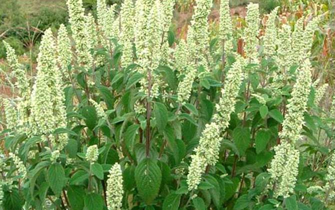 中草藥蜜源植物有哪些(常見的蜜源植物有哪些) 中草藥蜜源植物有哪些(常見的蜜源植物有哪些)