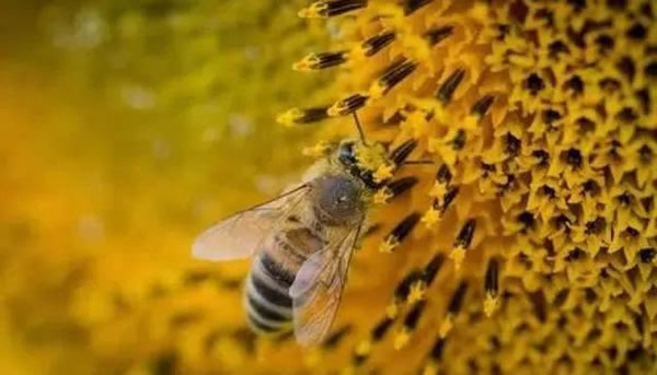 殺蜂螨的最好方法 殺蜂螨的最好方法