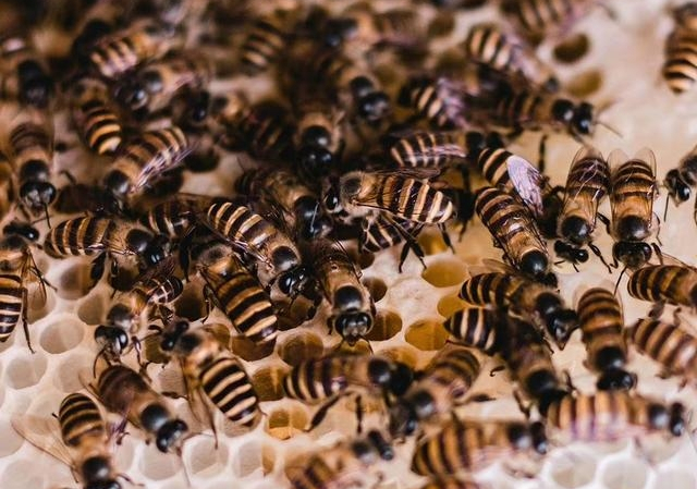 蜂路一般要多寬(蜜蜂蜂路標準距離) 蜂路一般要多寬(蜜蜂蜂路標準距離)