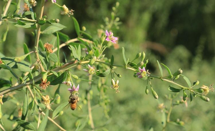 蜜蜂黑蜂病如何防治？