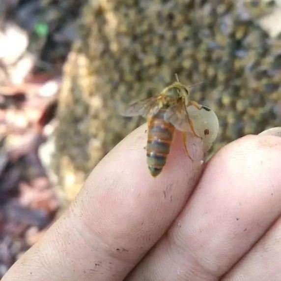 蜂王交尾時間選擇幾點(蜂王一生交多少次尾) 蜂王交尾時間選擇幾點(蜂王一生交多少次尾)