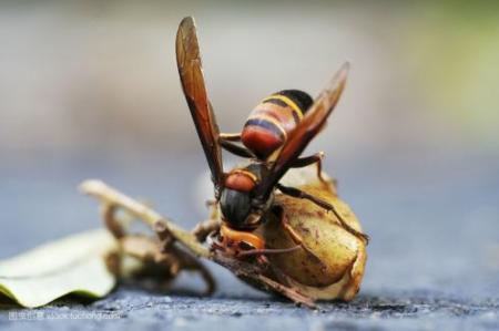 中國大虎頭蜂和夜蜂誰更強（虎頭蜂和夜蜂誰的毒性更強）