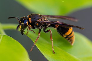 胡蜂養殖技術和方法(教你如何成功養殖胡蜂)