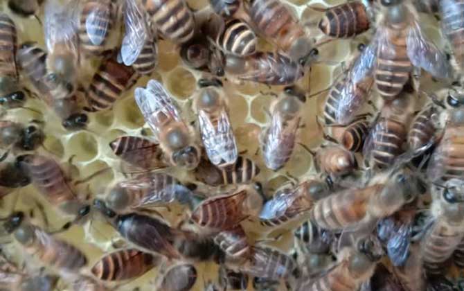 兩箱蜂合并有哪十種方法(兩箱蜂怎么合并) 兩箱蜂合并有哪十種方法(兩箱蜂怎么合并)