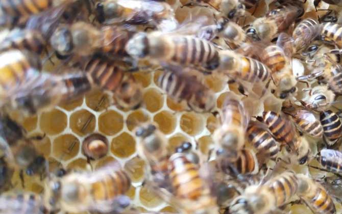 兩箱蜂合并有哪十種方法(兩箱蜂怎么合并) 兩箱蜂合并有哪十種方法(兩箱蜂怎么合并)