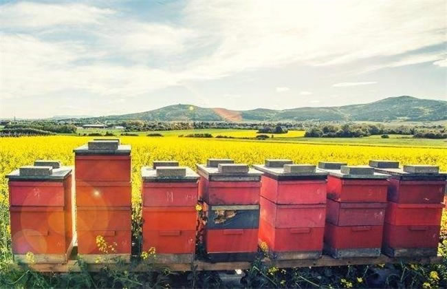 新手如何養(yǎng)好蜜蜂？(7個(gè)方法教你養(yǎng)蜜蜂)