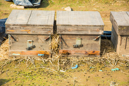 新手如何養(yǎng)好蜜蜂？(7個(gè)方法教你養(yǎng)蜜蜂)