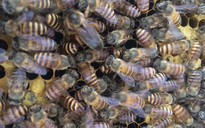 新手養(yǎng)蜂怎么繁殖更快(新手怎樣養(yǎng)蜂繁殖快) 新手養(yǎng)蜂怎么繁殖更快(新手怎樣養(yǎng)蜂繁殖快)