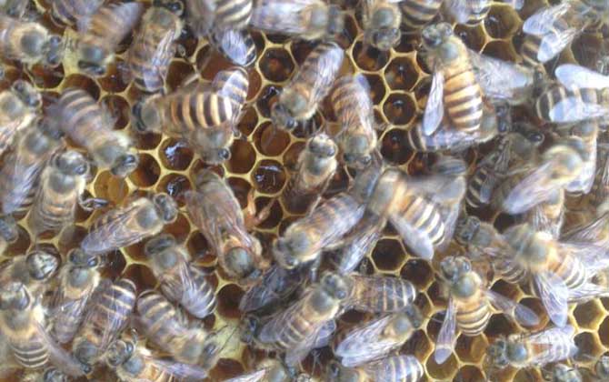 新手養(yǎng)蜂怎么繁殖更快(新手怎樣養(yǎng)蜂繁殖快) 新手養(yǎng)蜂怎么繁殖更快(新手怎樣養(yǎng)蜂繁殖快)