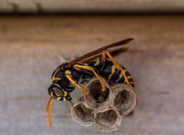 馬蜂的毒性有多大(馬蜂的毒性對身體有什么害處) 馬蜂的毒性有多大(馬蜂的毒性對身體有什么害處)