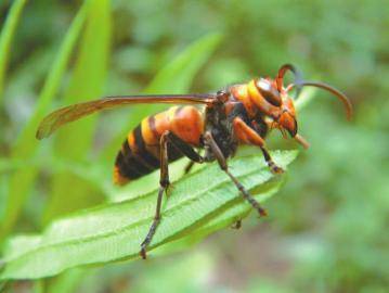 胡蜂離人多遠(yuǎn)會(huì)蟄人（人離胡蜂巢多遠(yuǎn)會(huì)受到攻擊）