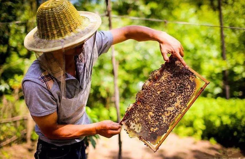 農村土蜜蜂高效養殖技術(最新養土蜜蜂的實用技術方法) 農村土蜜蜂高效養殖技術(最新養土蜜蜂的實用技術方法)