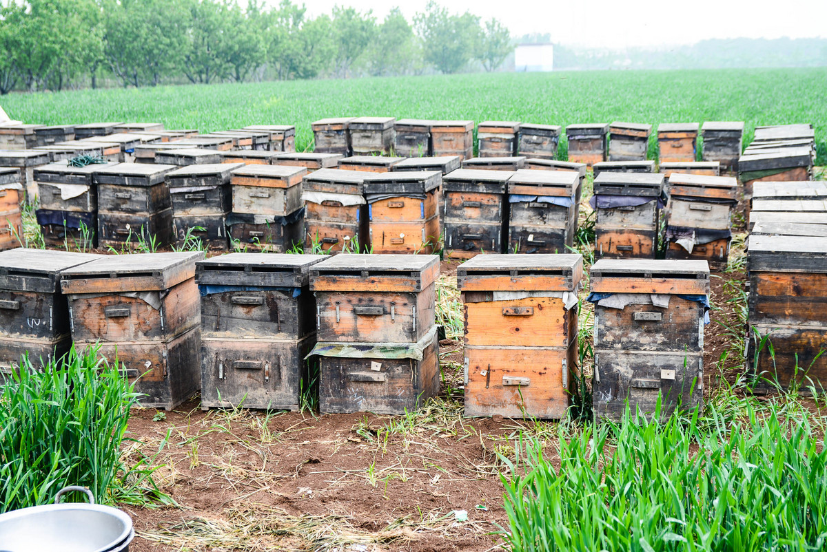 怎樣學會養(yǎng)蜂技術(新手養(yǎng)蜂要先學什么技術) 怎樣學會養(yǎng)蜂技術(新手養(yǎng)蜂要先學什么技術)