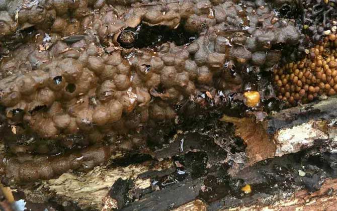 酸蜂蜜和普通蜂蜜的對比(酸蜂蜜比普通蜂蜜好嗎) 酸蜂蜜和普通蜂蜜的對比(酸蜂蜜比普通蜂蜜好嗎)