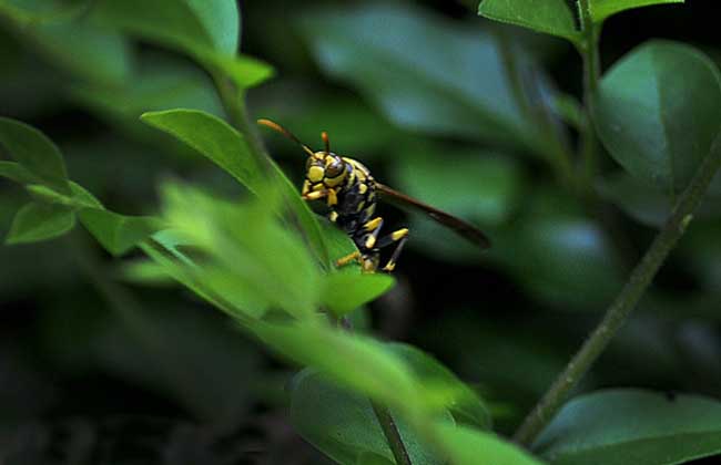 牛角蜂蟄了會(huì)不會(huì)死人(被牛角蜂蟄了的危險(xiǎn)嚴(yán)重程度) 牛角蜂蟄了會(huì)不會(huì)死人(被牛角蜂蟄了的危險(xiǎn)嚴(yán)重程度)