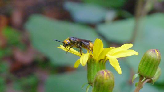中國大虎頭蜂有蜂蜜嗎(中國大虎頭蜂產蜜嗎) 中國大虎頭蜂有蜂蜜嗎(中國大虎頭蜂產蜜嗎)