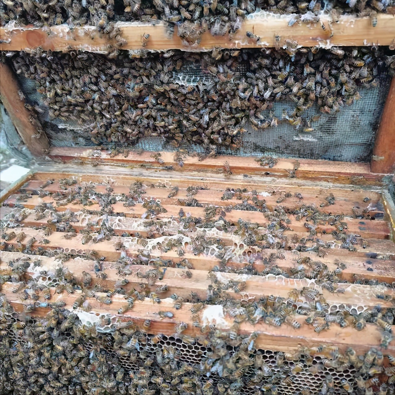 中蜂人工分蜂方法技巧（中蜂成功實(shí)現(xiàn)人工分蜂的關(guān)鍵技術(shù)）