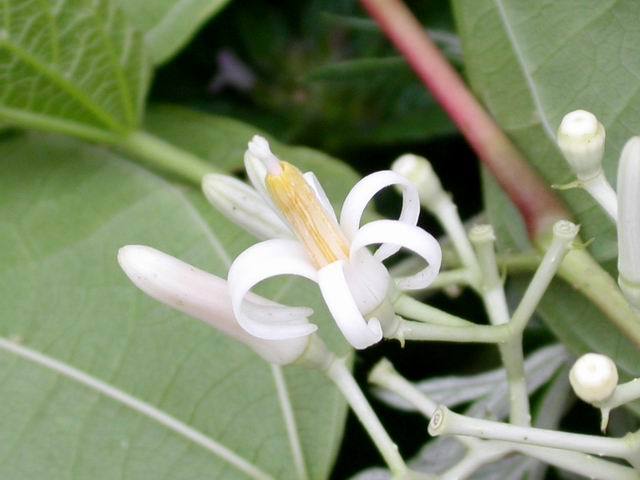 南方蜜源植物產蜜量排行榜(細數南方的蜜源植物有哪些) 南方蜜源植物產蜜量排行榜(細數南方的蜜源植物有哪些)