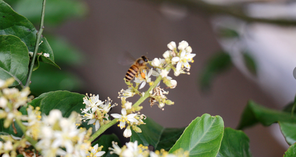 怎樣知道附近有蜜蜂窩在哪里?(教你怎么找到蜜蜂窩) 怎樣知道附近有蜜蜂窩在哪里?(教你怎么找到蜜蜂窩)