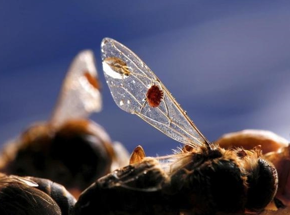 被蜂螨感染的蜜蜂能活多久(蜂螨的壽命有長(zhǎng)) 被蜂螨感染的蜜蜂能活多久(蜂螨的壽命有長(zhǎng))