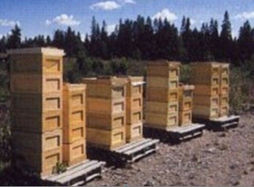 養(yǎng)蜂王的地址怎么選擇(蜜蜂人工育王的時(shí)間) 養(yǎng)蜂王的地址怎么選擇(蜜蜂人工育王的時(shí)間)