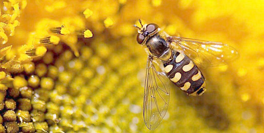 如何用空蜂箱吸引蜜蜂? 如何用空蜂箱吸引蜜蜂?