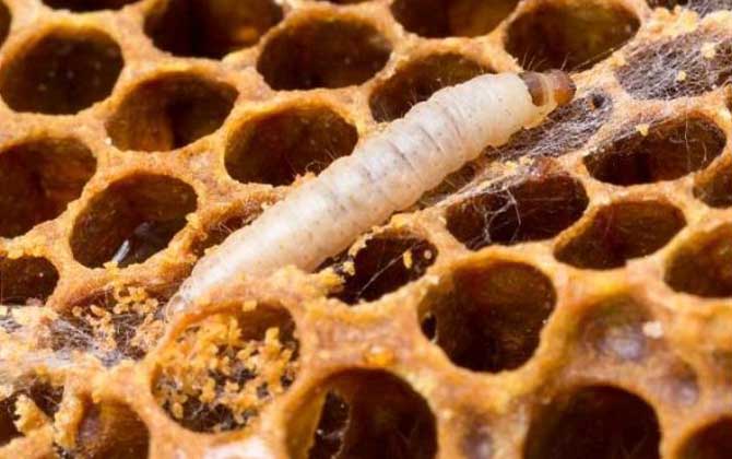 阿壩中蜂易感染什么病(中蜂一般會得什么病) 阿壩中蜂易感染什么病(中蜂一般會得什么病)