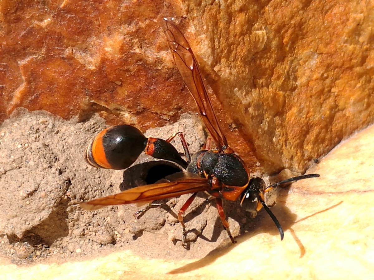 野生馬蜂能抓回來養(yǎng)嗎（野生馬蜂能接回家養(yǎng)殖嗎）