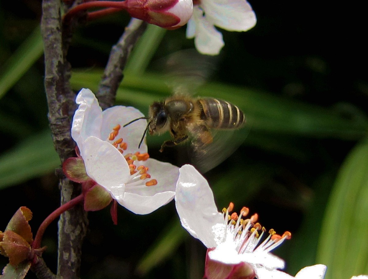 初學(xué)養(yǎng)蜂者的基本常識(養(yǎng)蜂基礎(chǔ)知識) 初學(xué)養(yǎng)蜂者的基本常識(養(yǎng)蜂基礎(chǔ)知識)