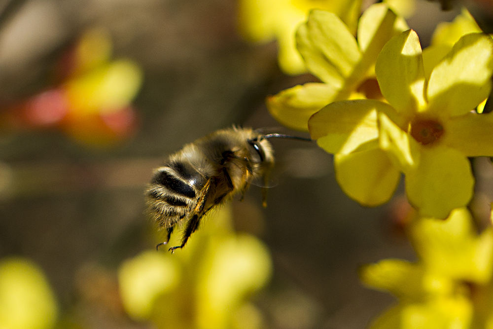 初學(xué)養(yǎng)蜂者的基本常識(養(yǎng)蜂基礎(chǔ)知識) 初學(xué)養(yǎng)蜂者的基本常識(養(yǎng)蜂基礎(chǔ)知識)
