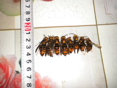 胡蜂蜂王和工蜂的區(qū)別(胡蜂工蜂與蜂王怎么分) 胡蜂蜂王和工蜂的區(qū)別(胡蜂工蜂與蜂王怎么分)