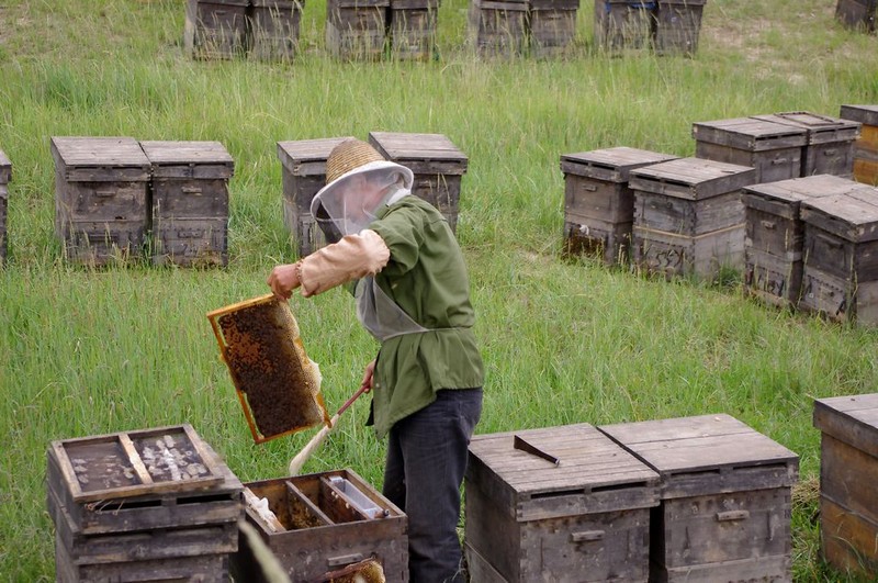 蜜蜂的養(yǎng)殖與管理技術(shù)(實用蜜蜂養(yǎng)殖新技術(shù)) 蜜蜂的養(yǎng)殖與管理技術(shù)(實用蜜蜂養(yǎng)殖新技術(shù))