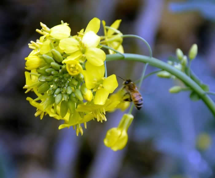 挖好的誘蜂洞怎么處理? 挖好的誘蜂洞怎么處理?
