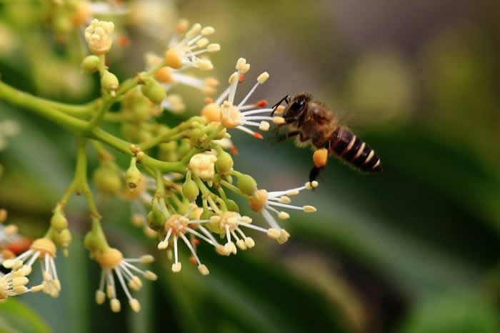 挖好的誘蜂洞怎么處理? 挖好的誘蜂洞怎么處理?