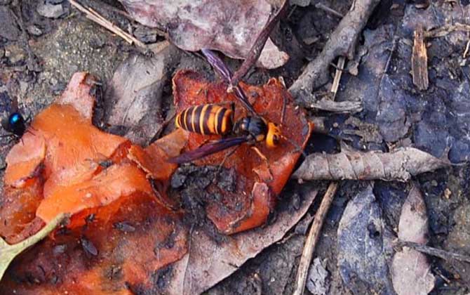 中國大虎頭蜂跟大金環(huán)胡蜂是一種嗎（中國大虎頭蜂跟大金環(huán)胡蜂有區(qū)別么？）